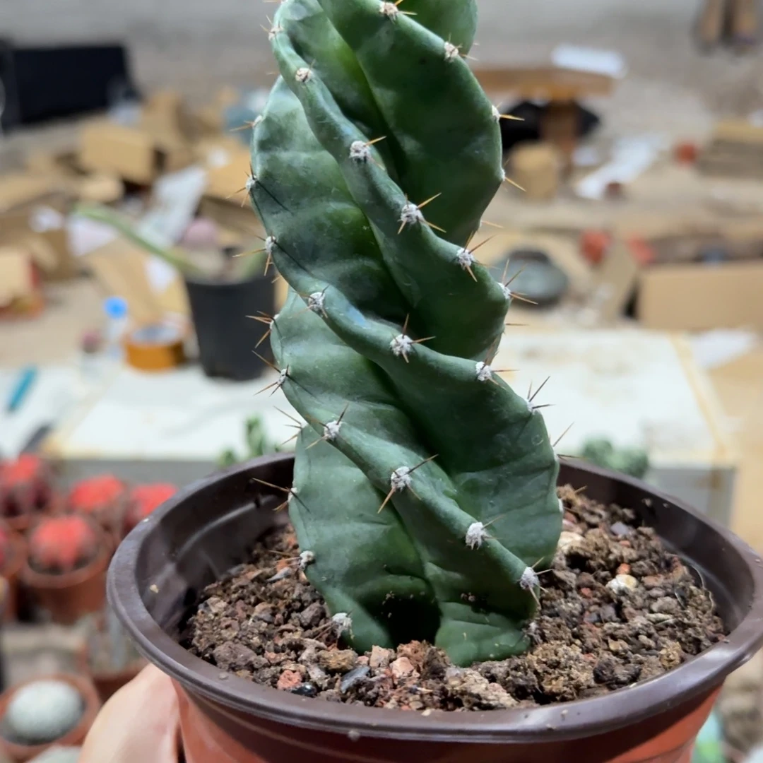 龙卷风20cm左右带根