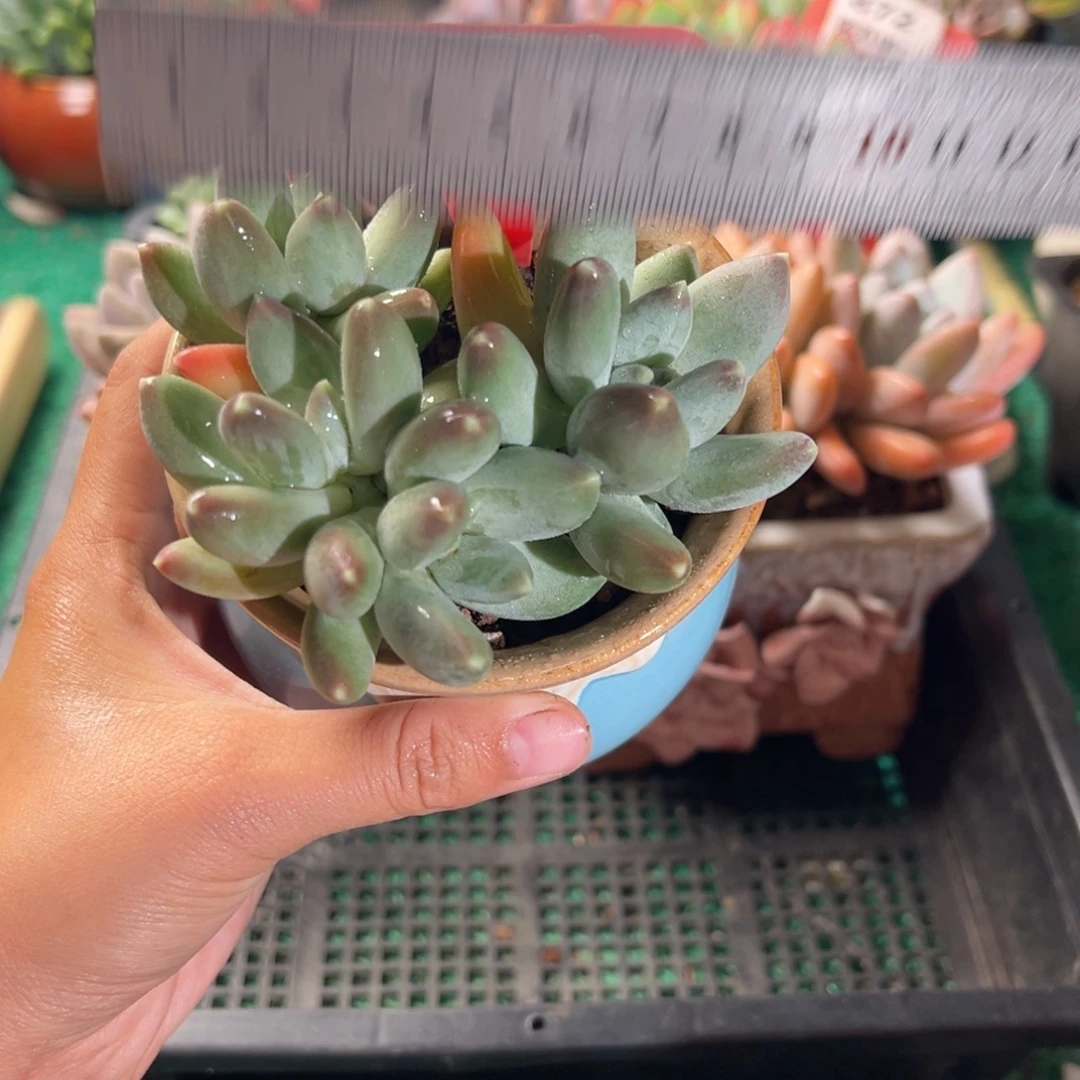 表妹精品多肉植物847.