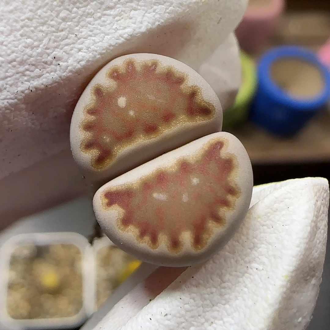 11.18.c259福来.9001