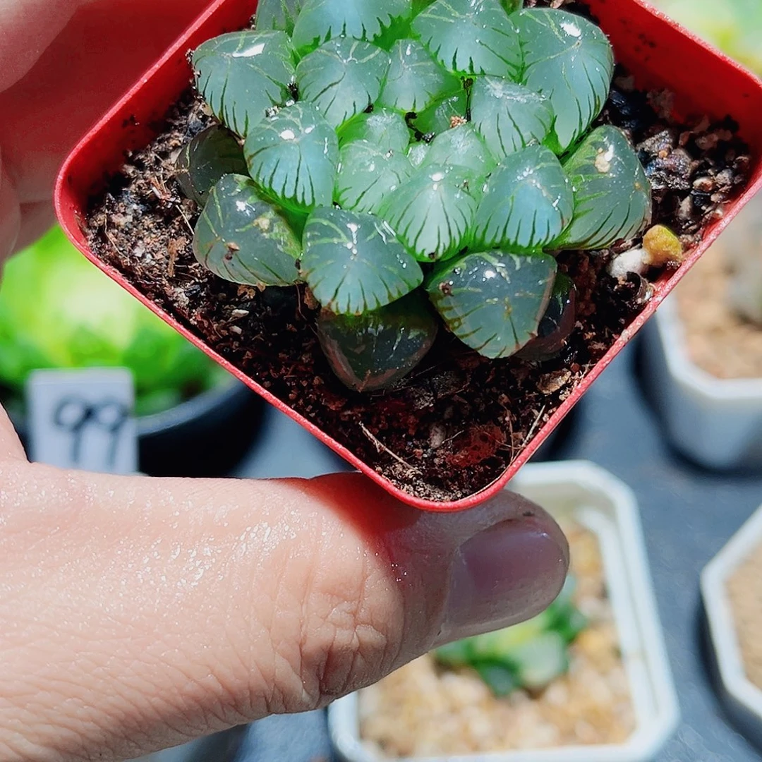 糯姬冰灯新手福利