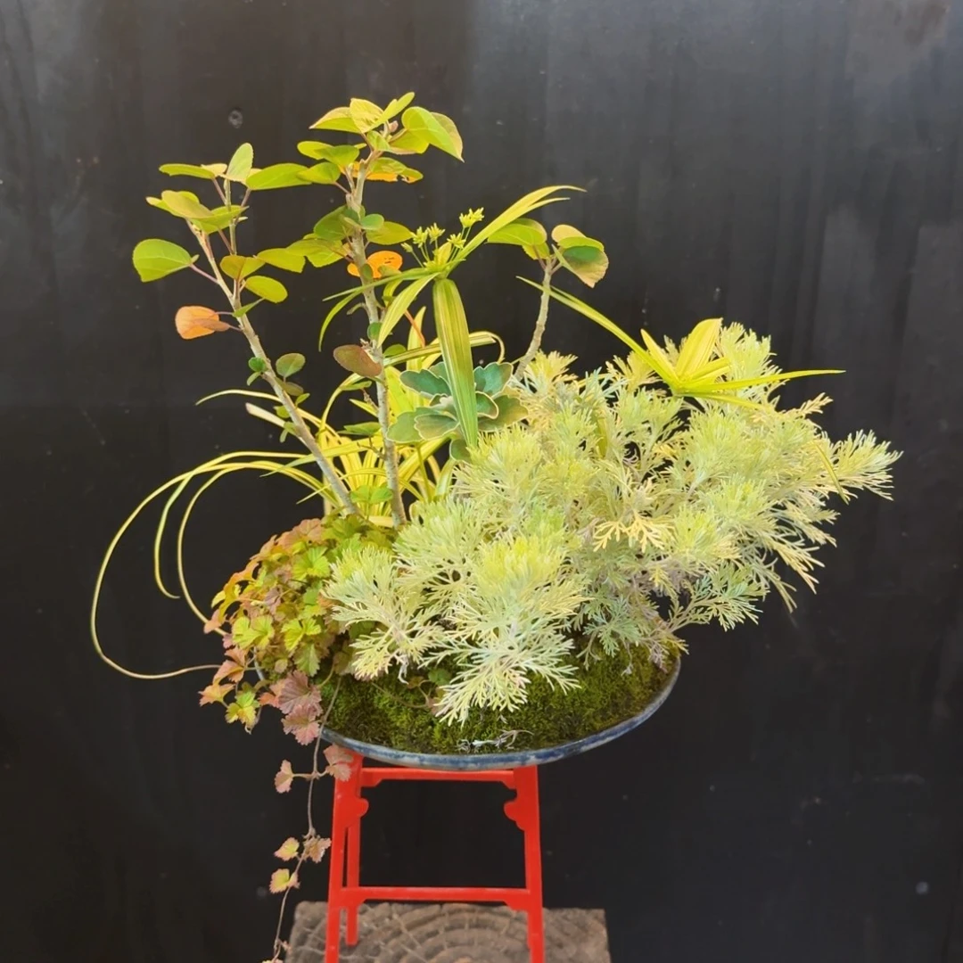 无花朵山野草日本盆器