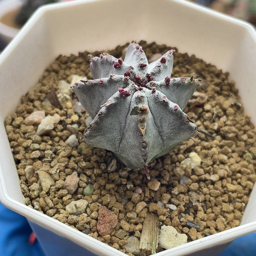 实生白衣魁伟玉仙人球