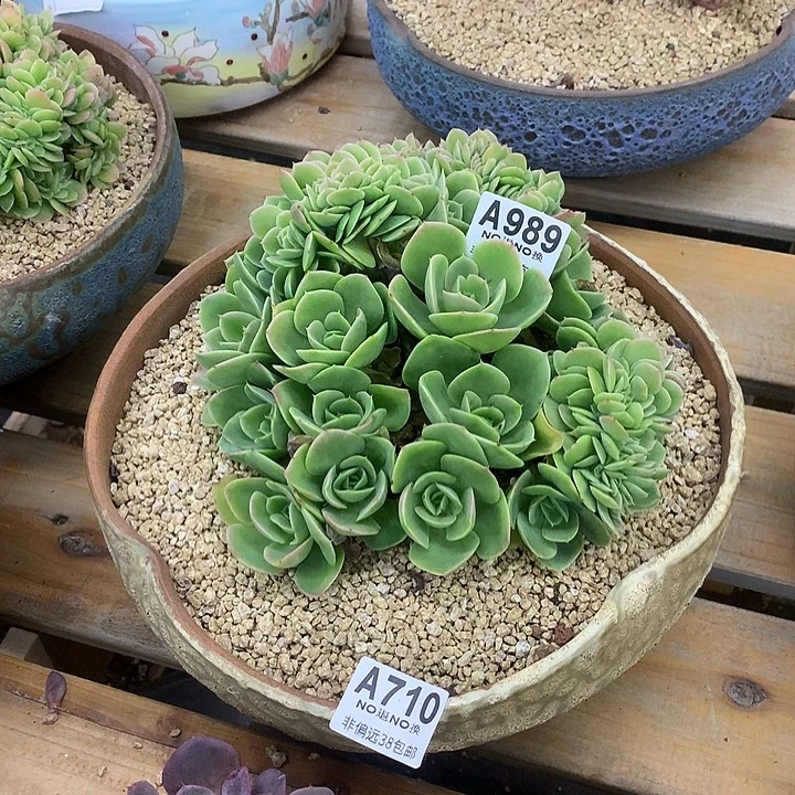 星娜塔缀化 全场8折、需要延迟发货