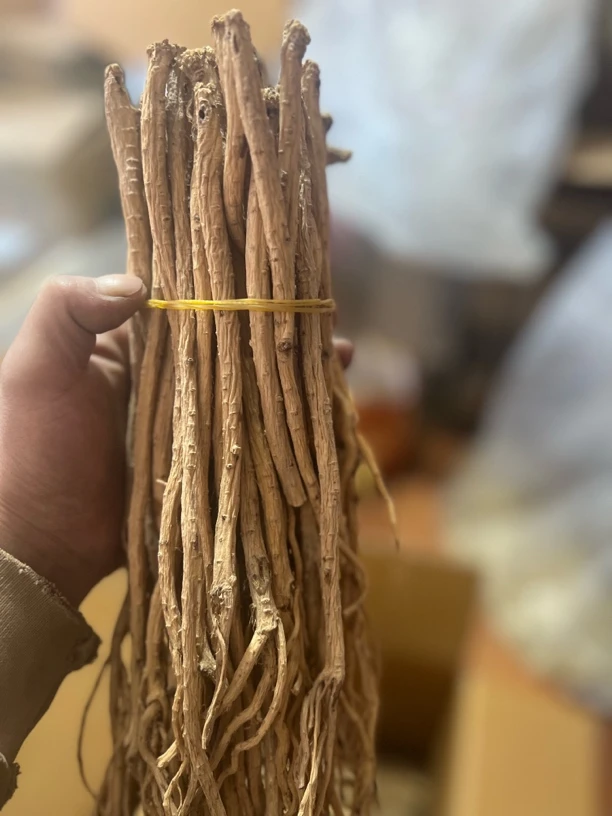 甘肃岷县种植党参中条