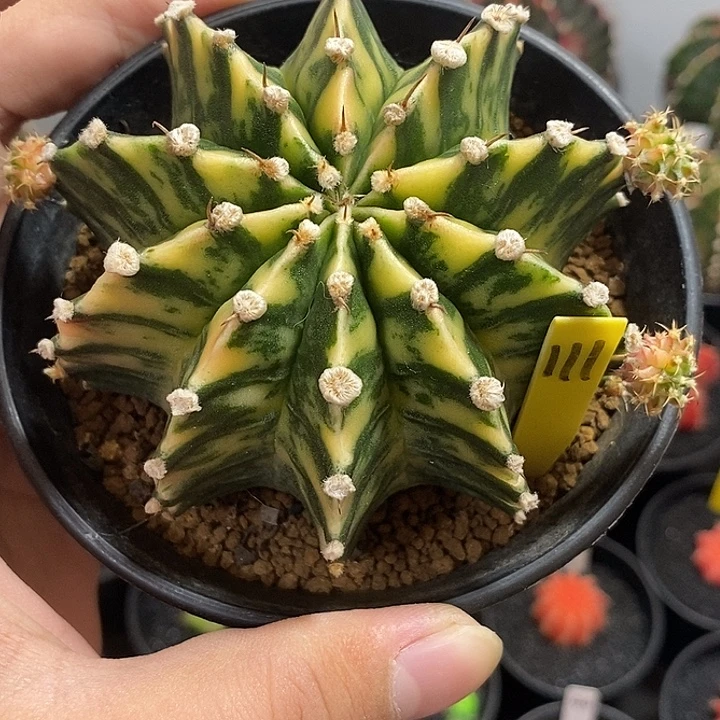 泰系全品肋骨锦—带盆土发货12