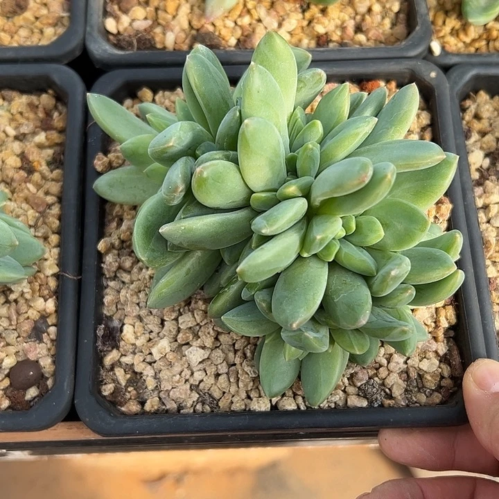 海洋之歌群生缀化多肉
