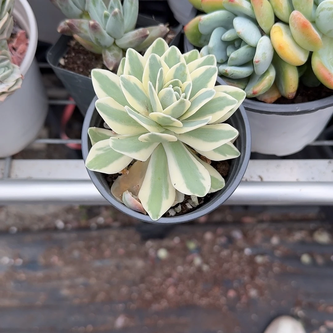 富士锦多肉植物精品