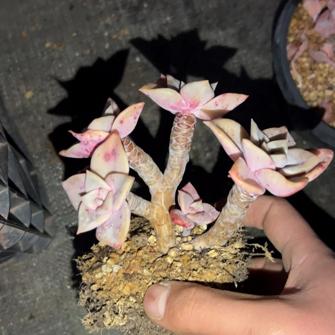 徐鹤19.9零零多肉植物