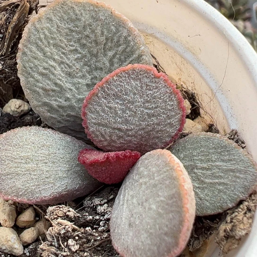 900号磨砂蛋系多肉植物水泡