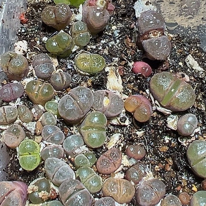 275号特价风铃混yzzyyyxyxx