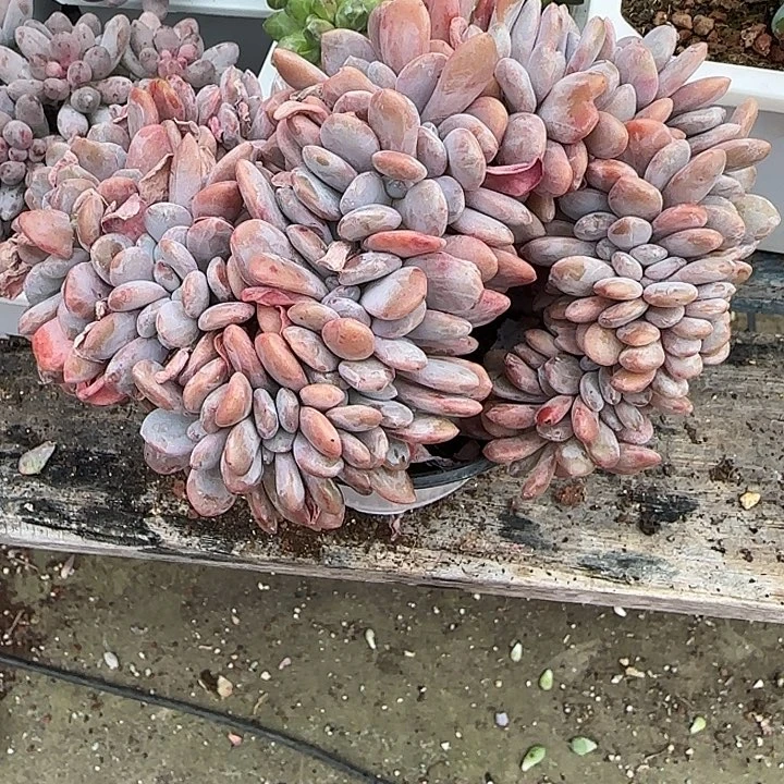 青蛙王子儿童牙膏套装11