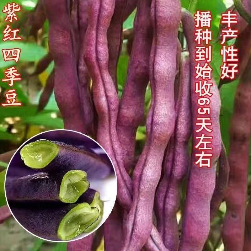 中国红架豆种子无筋豆种子紫红四季芸豆早熟高产抗病性强食用性强