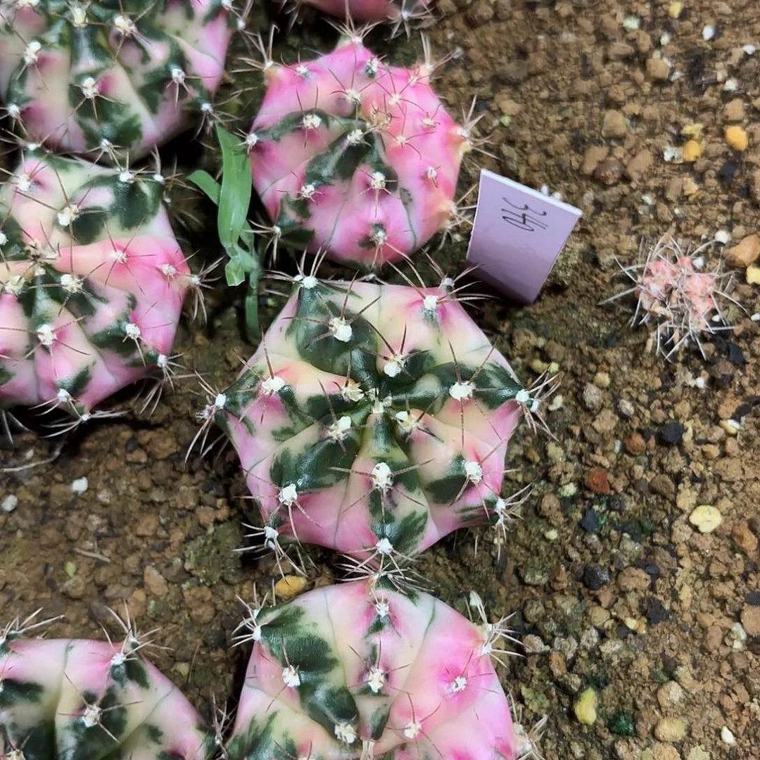 泰国米哈340-0127