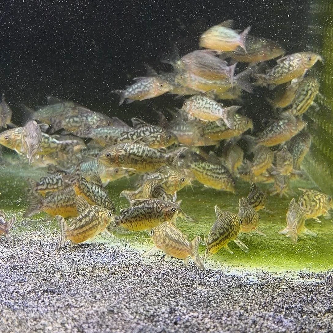 鼠鱼3只极品爆花葛衣 不包邮