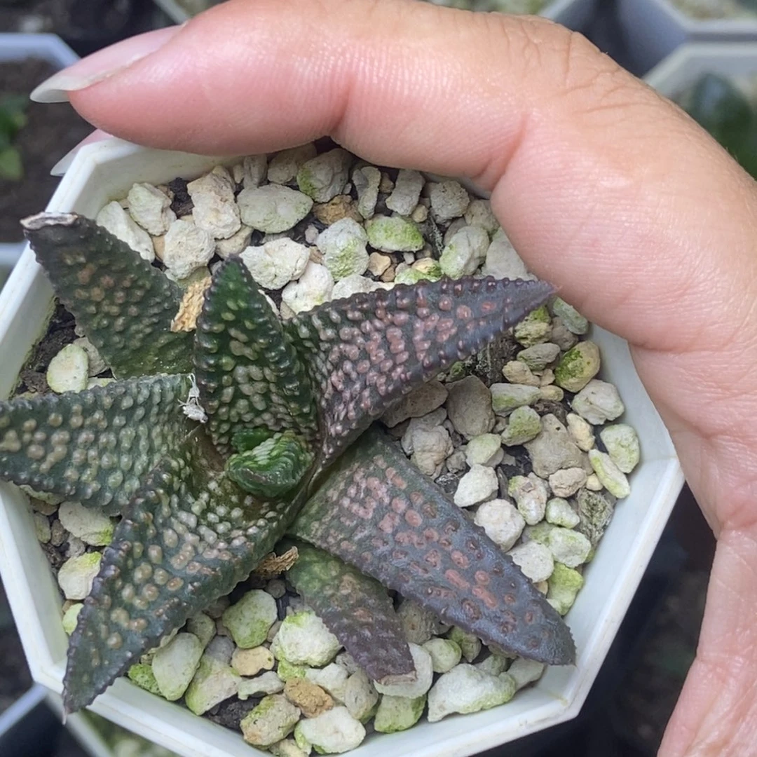 硬叶一物一拍的时候