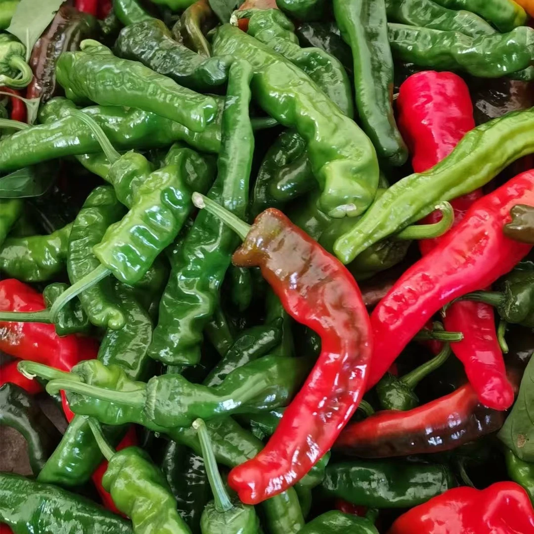 特辣香辣小皱皮辣椒现摘薄皮青红混装农家自种新鲜小皱皮应季辣椒