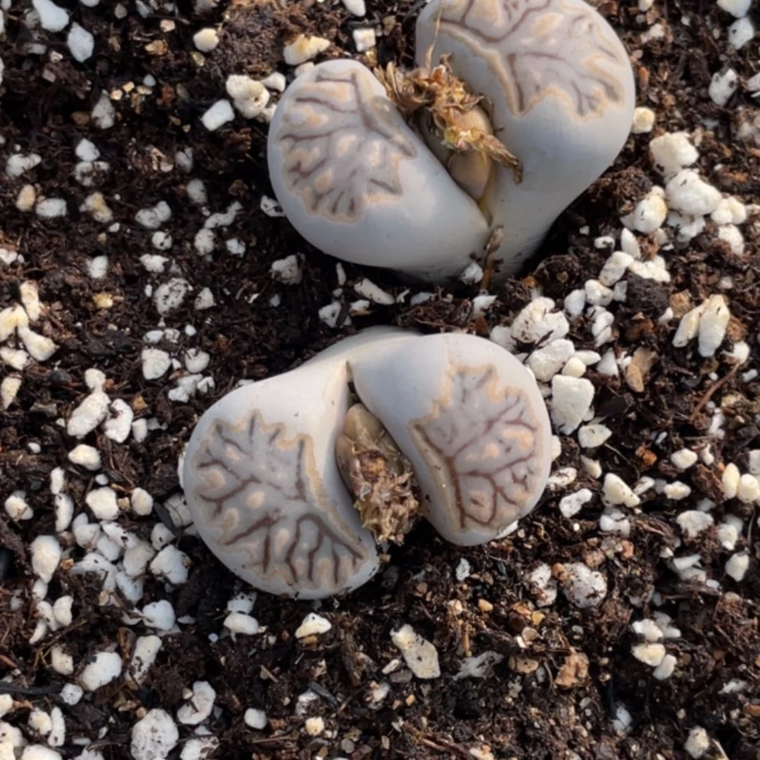 非偏远满20包邮467