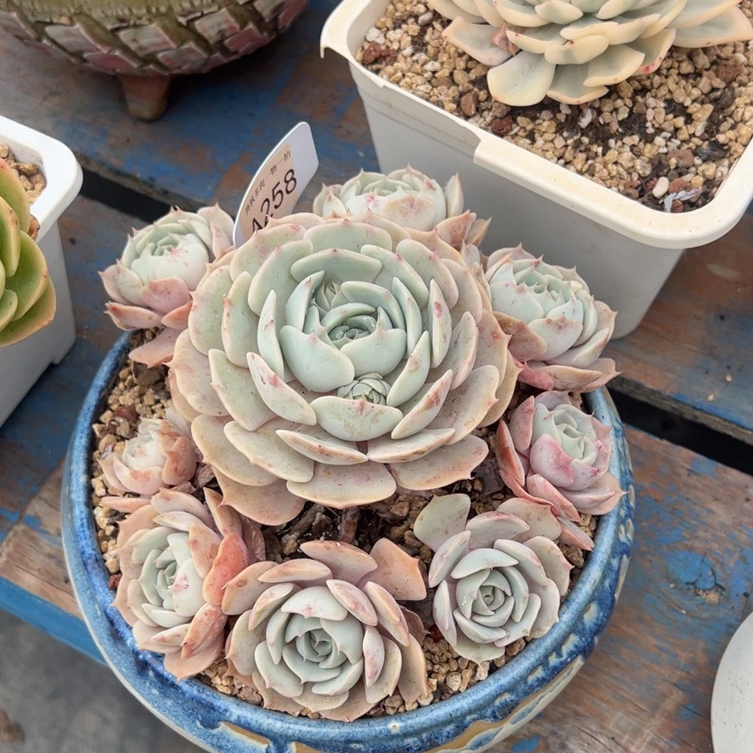 无花朵粉蝶手捧，，，，，，，，，，，，，