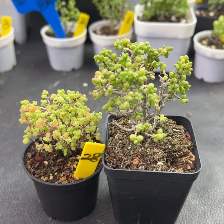 28号彩色蜜橘+老桩米粒缀