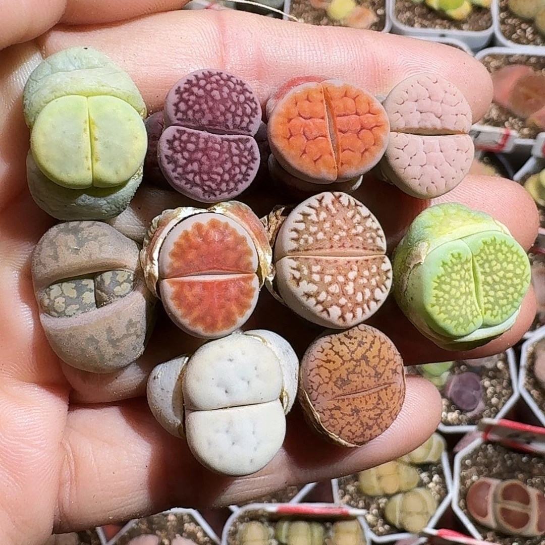 生石花233:：。  126
