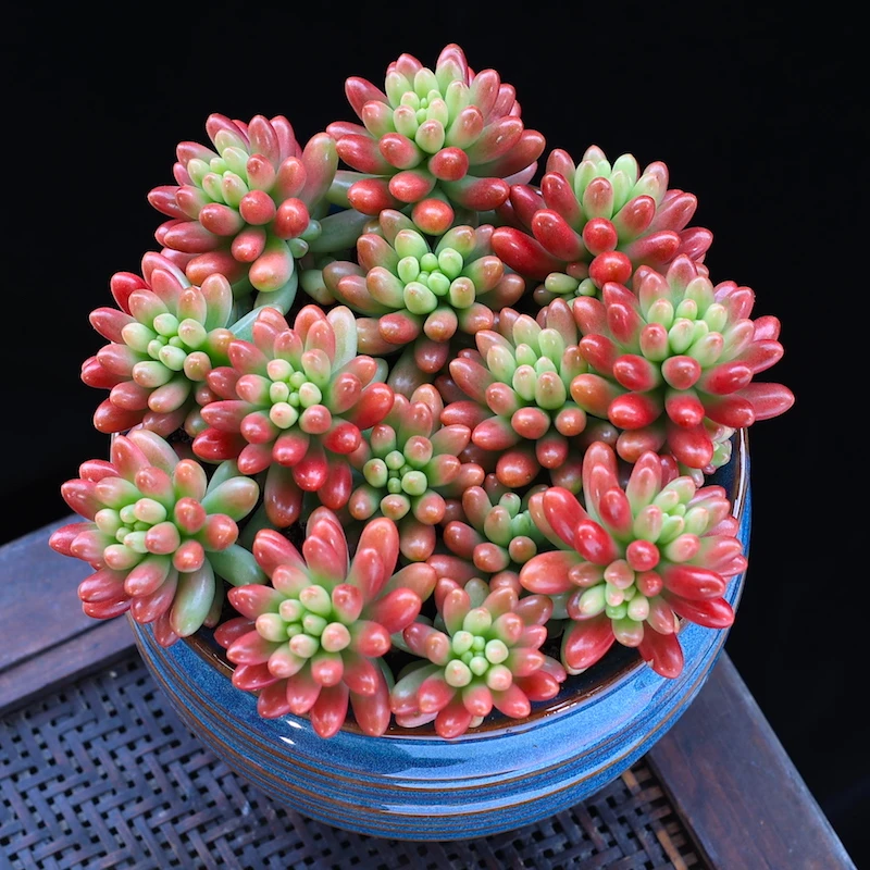 虹之玉锦多肉植物盆栽办公室内绿植花卉萌肉肉植物净化空气