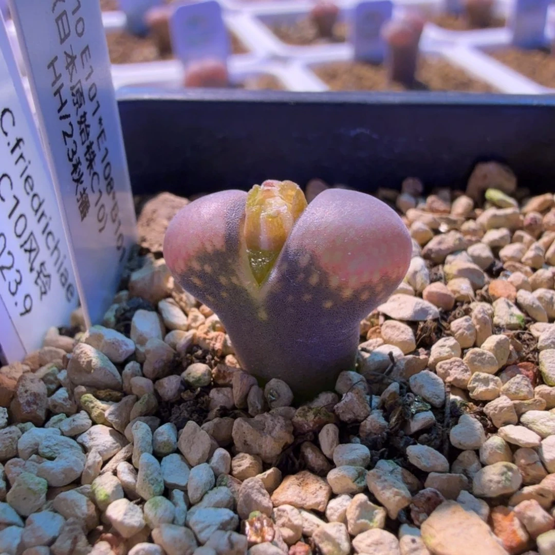 10-28-c12 c10小苗两年已看到白花