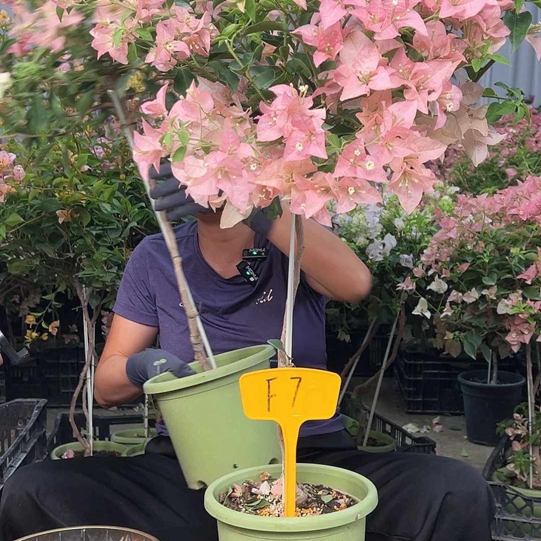臭***臭大部分花苞少量开放Ｆ７卡雅塔