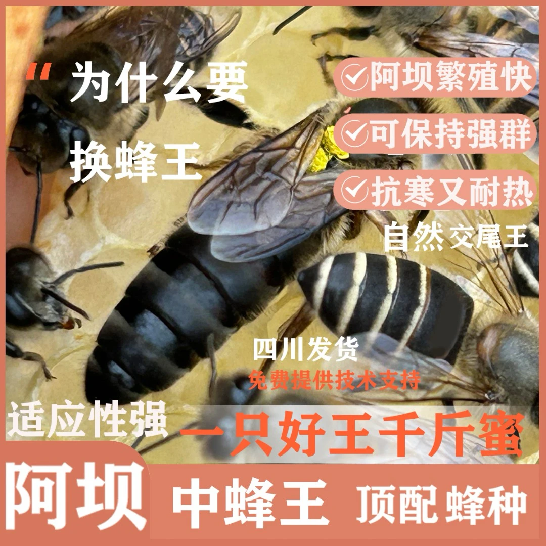 四川纯正阿坝中蜂黑蜂中蜂王处王开产王产卵王种王中蜂王交尾王