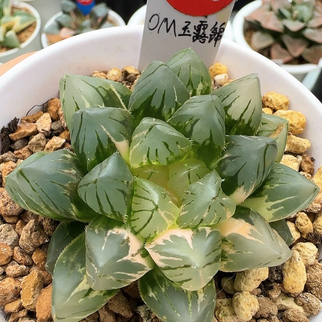 430号OM玉露锦一物一拍带盆土