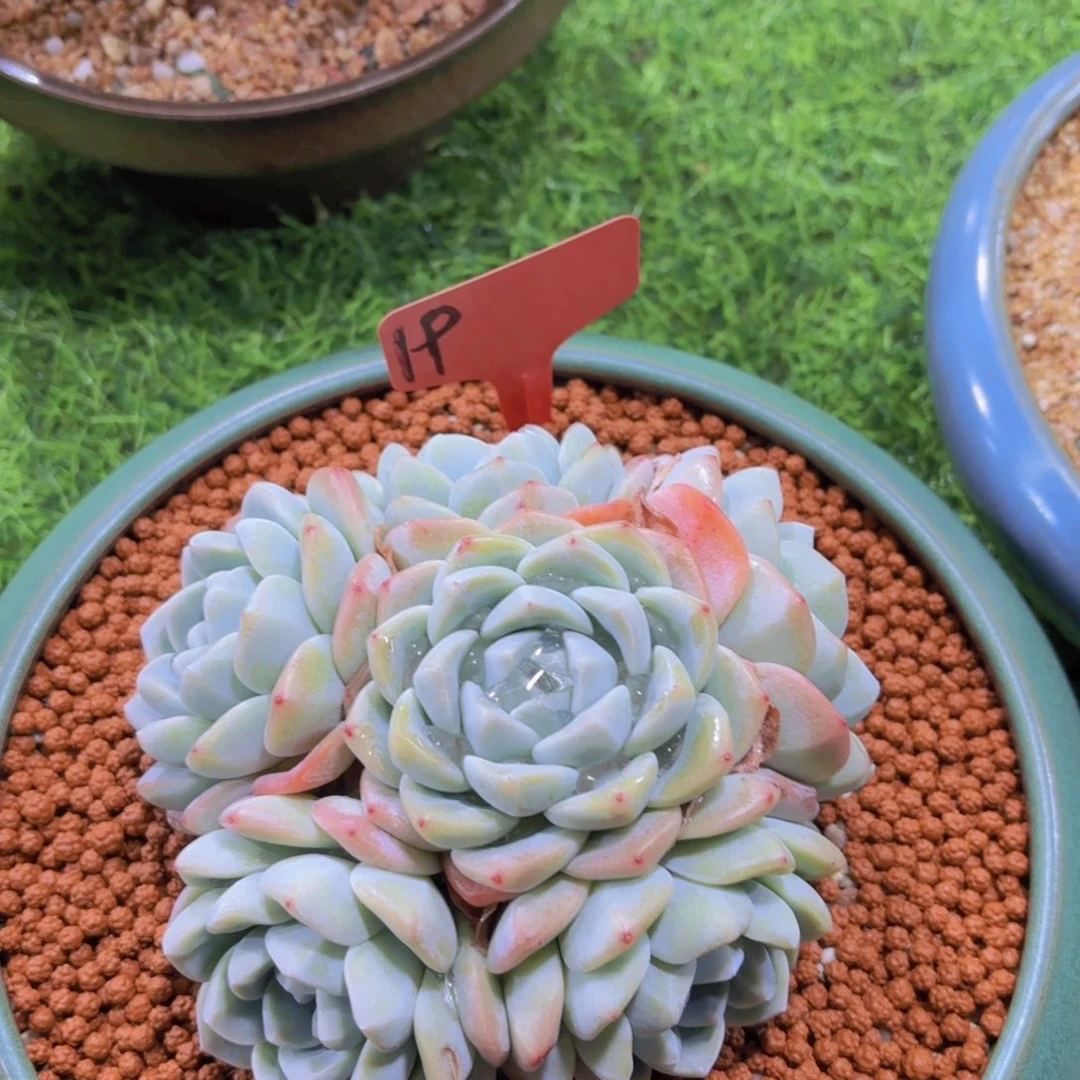 青*@我的小可爱们都好可爱