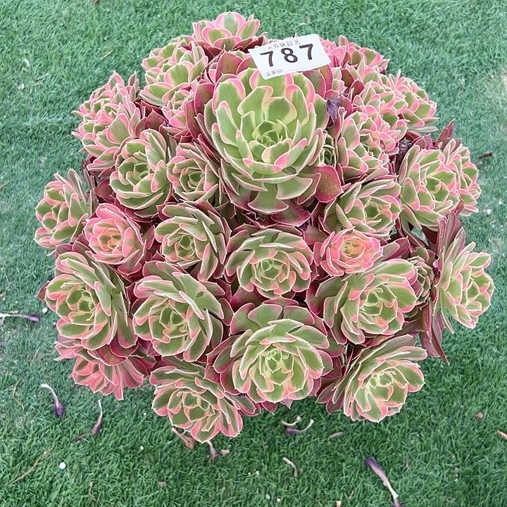 无花朵善*787夜罗刹多肉植物