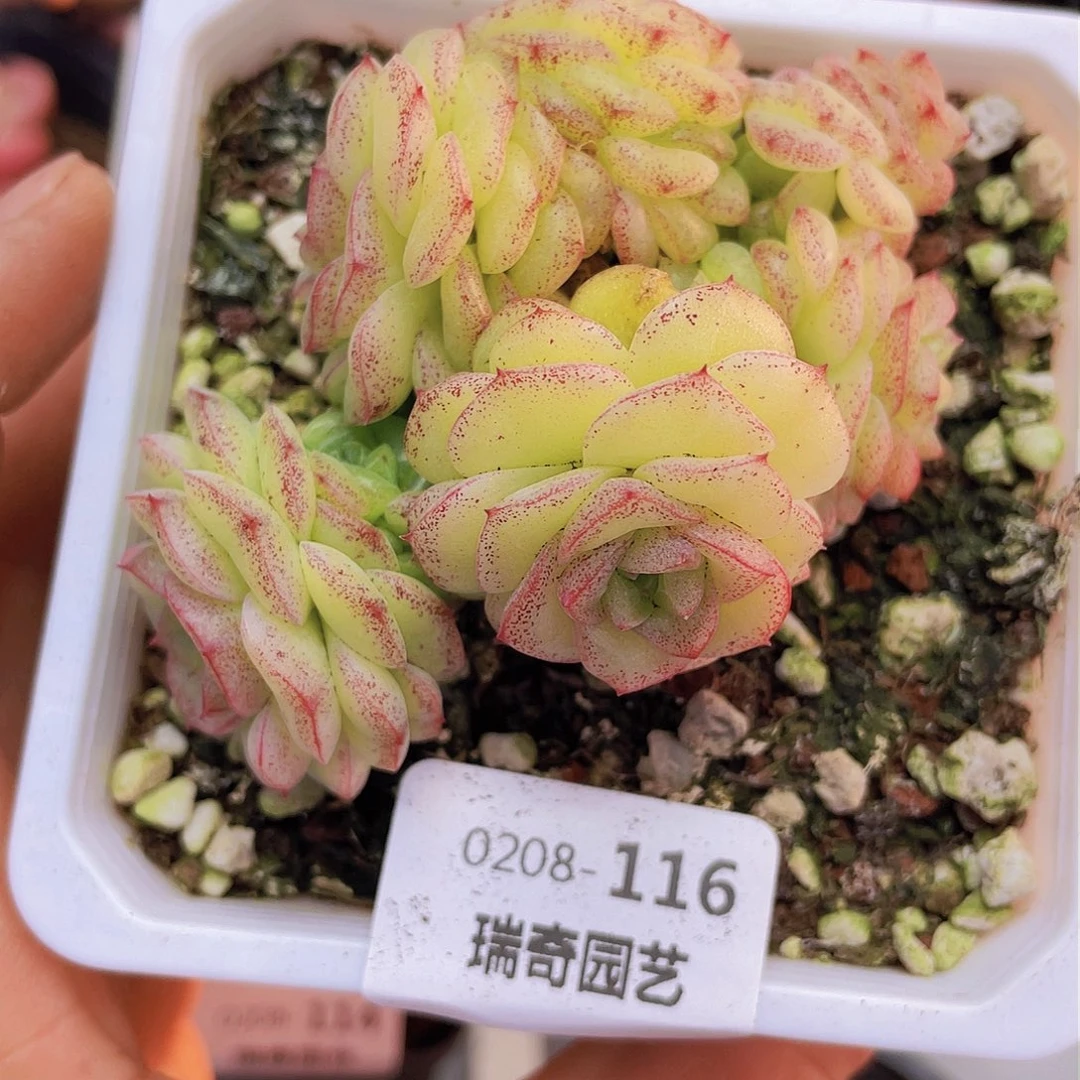 00000000000116量拍