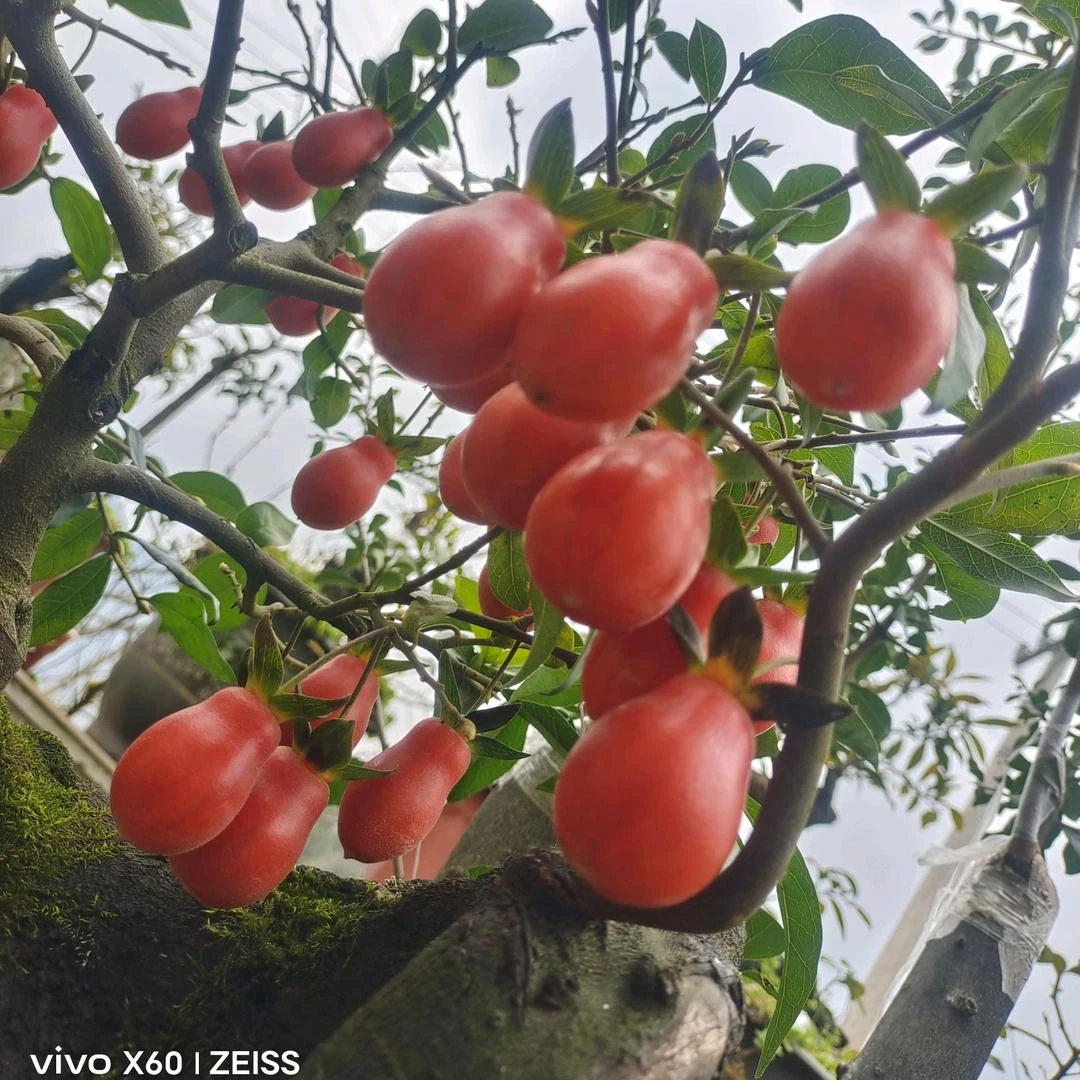 金弹子盆景链接，一物一拍