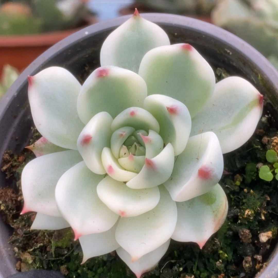 032锦锦锦锦锦锦锦锦锦