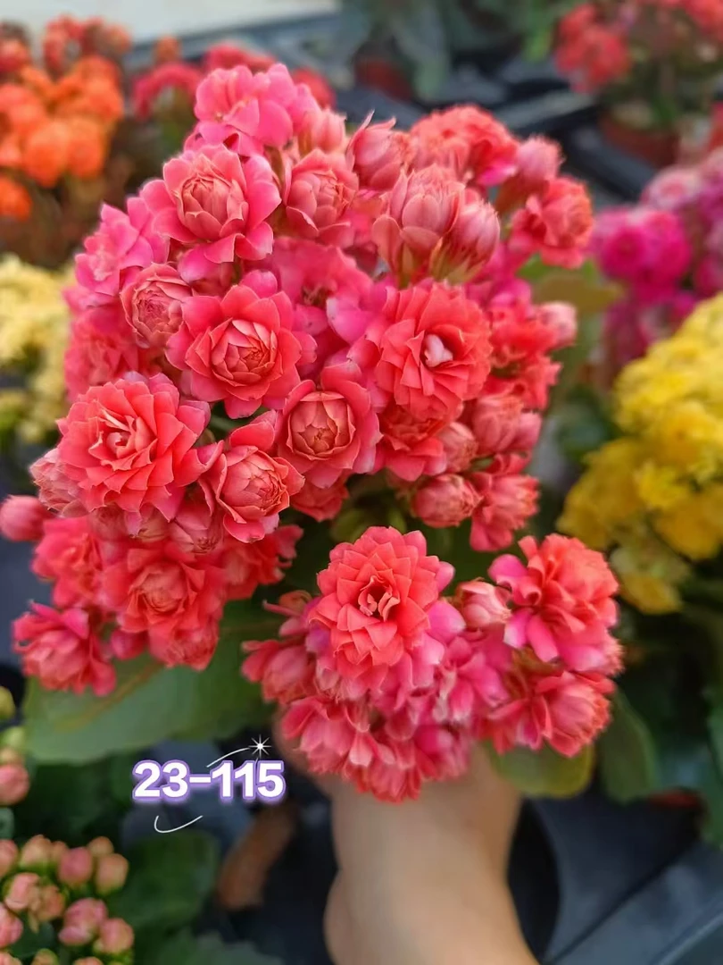 130型号23-115长寿花