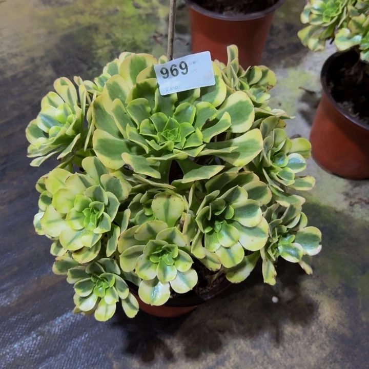 0000000000969绿豆沙