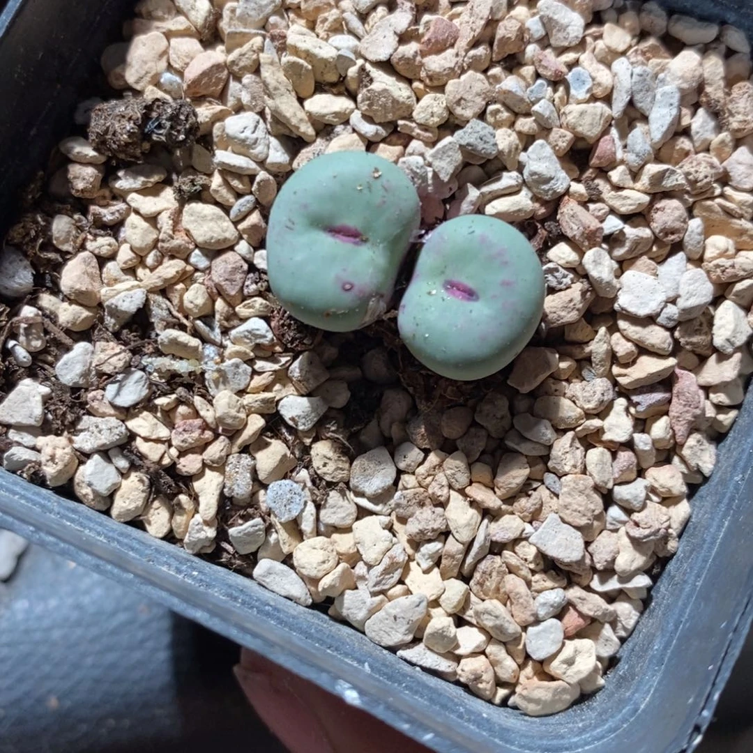 6347。   红嘴。  带盆发。