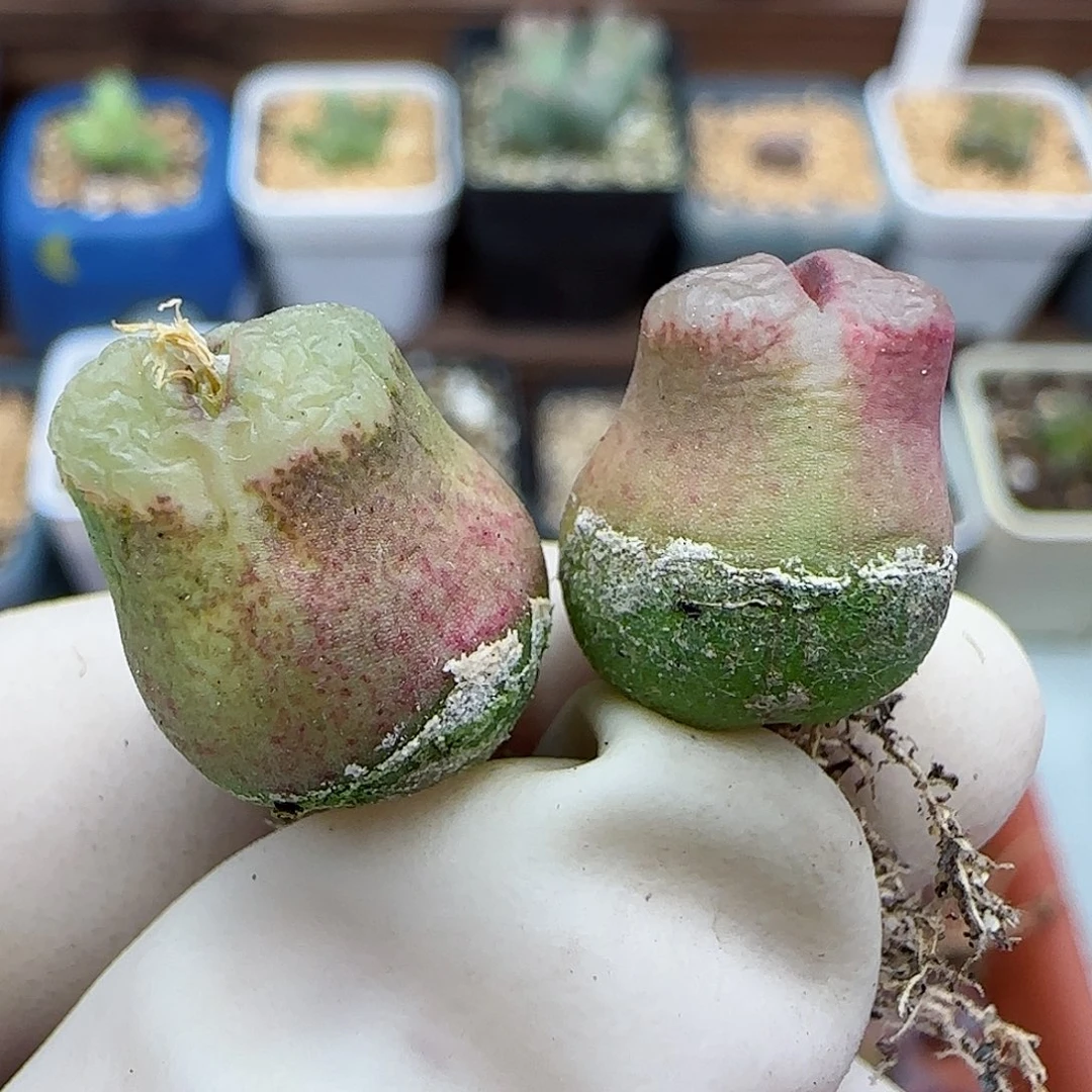 144园艺优选雪茄