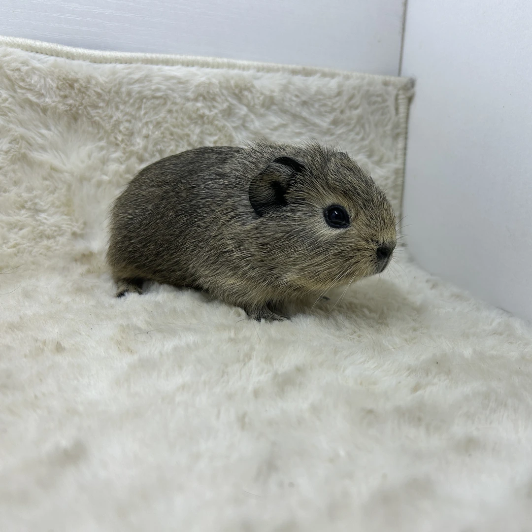 宠物豚鼠奶刺加州弟弟