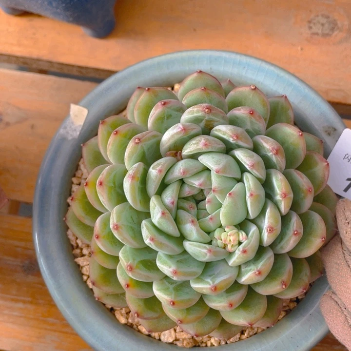 谢谢你的支持0000071