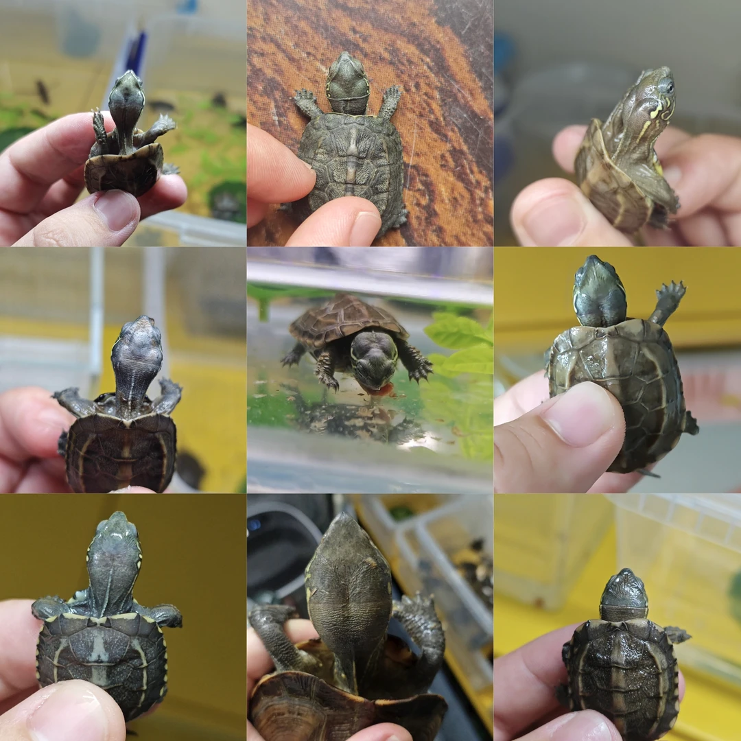 人工培养大头草龟苗入门级随机发货一只(图片仅供参考)