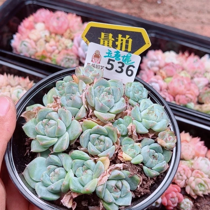 多肉植物多肉植物