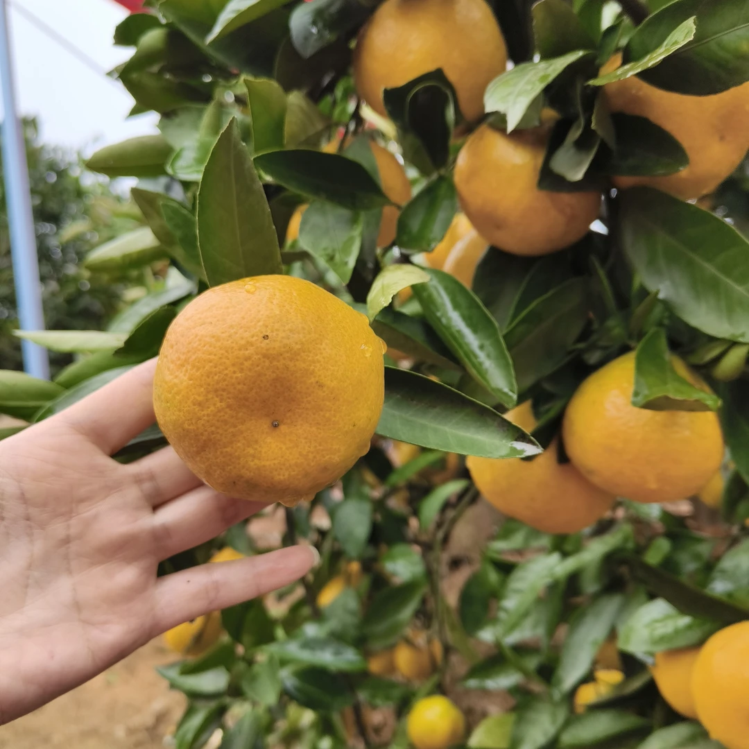 现摘青皮蜜桔薄皮无籽酸甜可口新鲜应季孕妇水果柑橘桔子