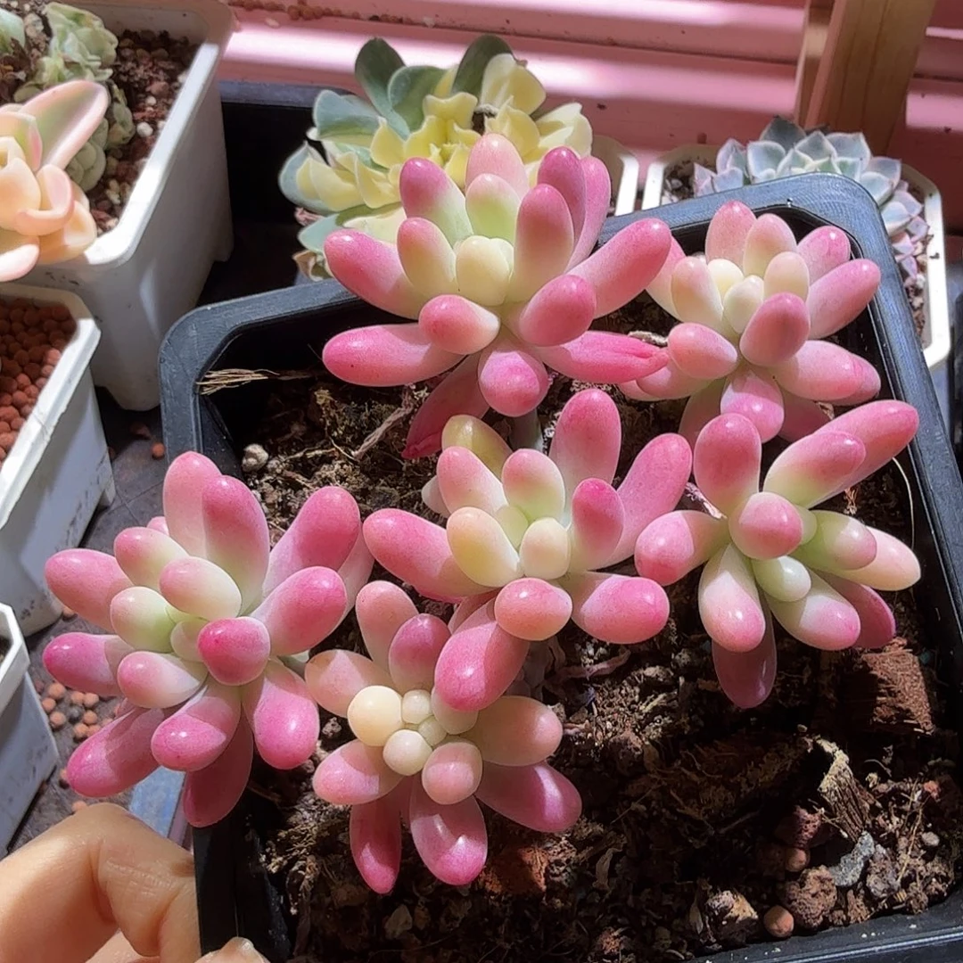 果冻乙女锦锦，彩锦，多肉植物