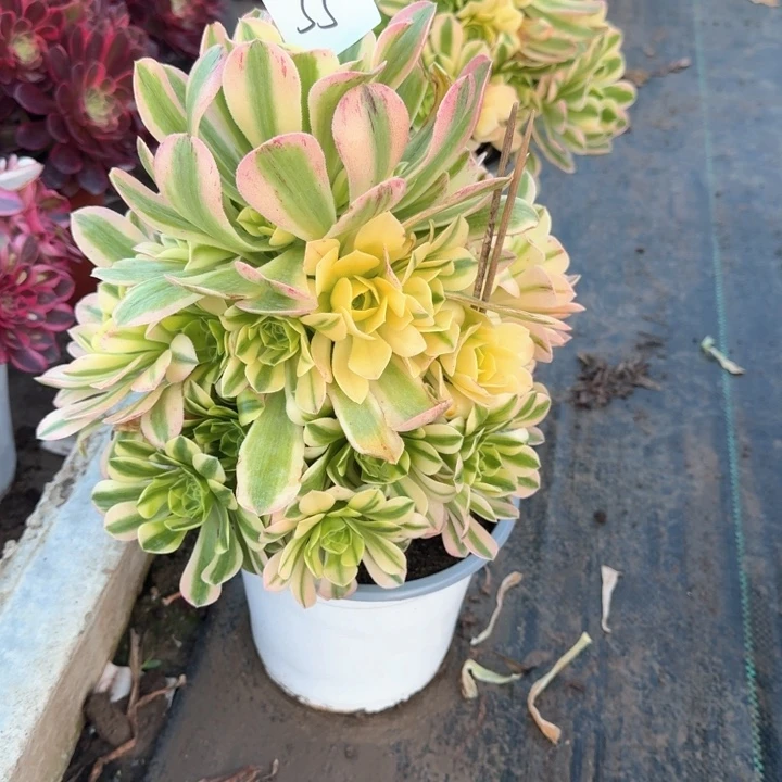 金丝翡翠法师一颗55