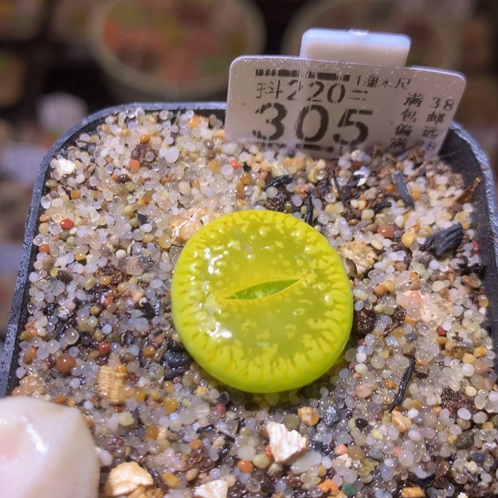 精品生石花220.305