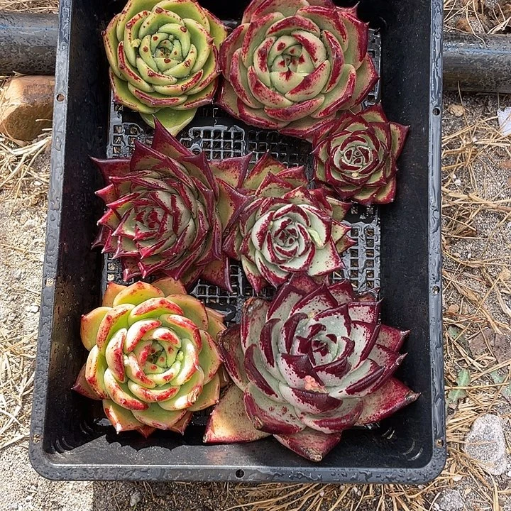 若如东云组拍A585