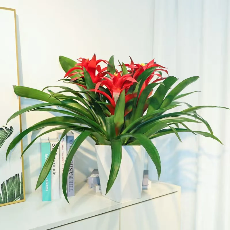 【鸿运当头3颗款】室内客厅好养绿植盆栽四季开花