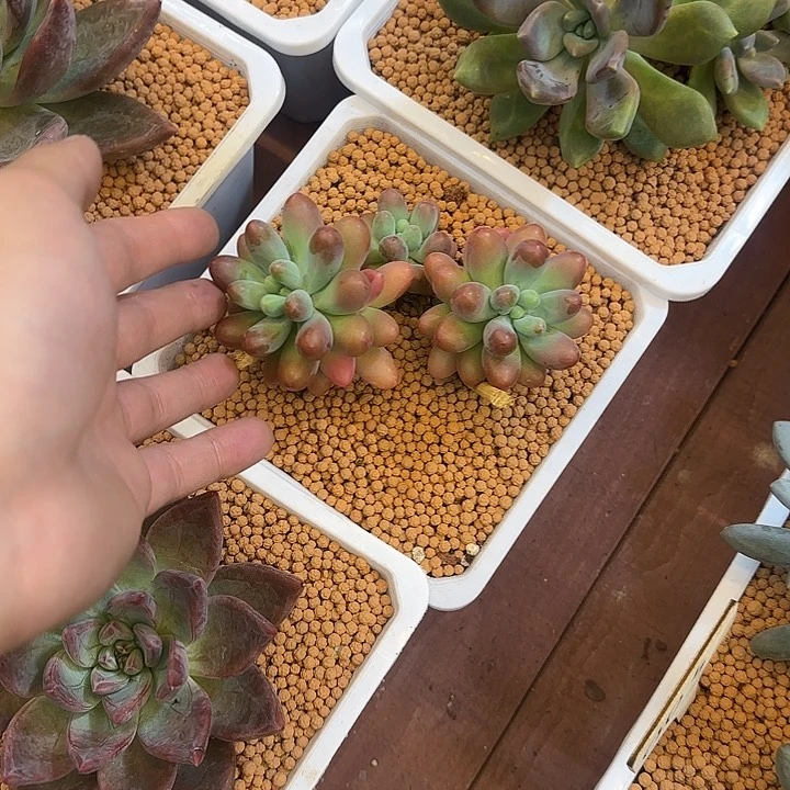 d***爷不知名美肉一物一拍发货