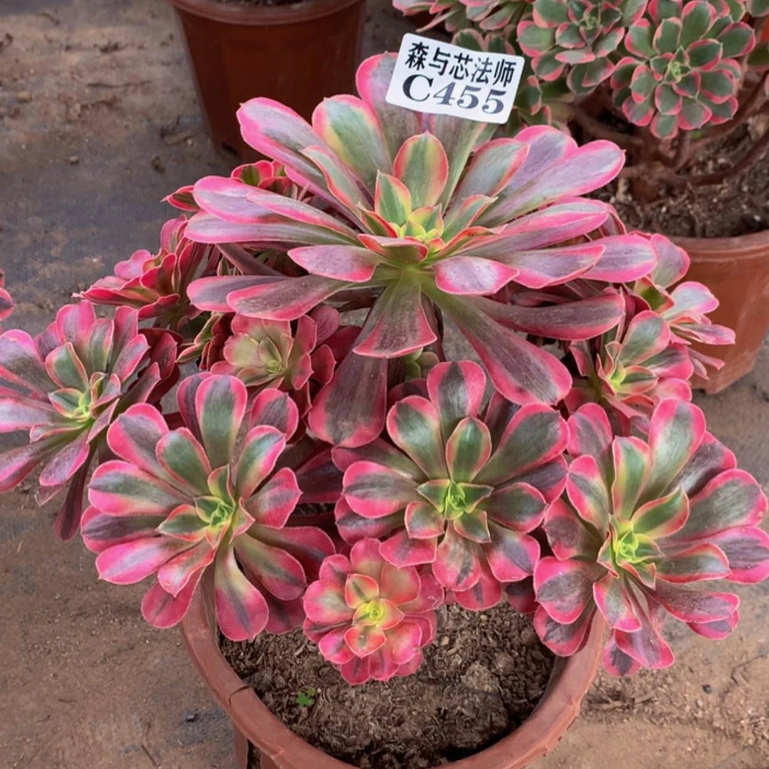 【闪购商品】455美杜莎